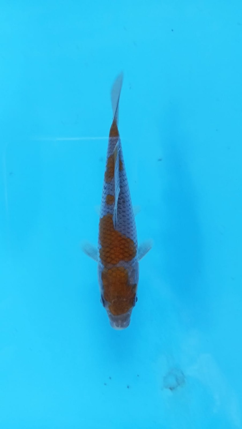 Juara 1