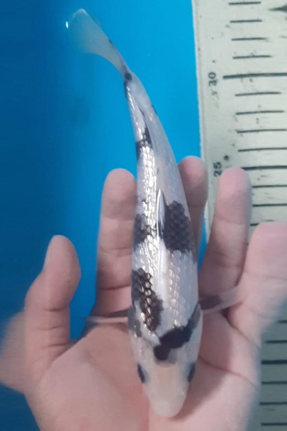 Juara 5