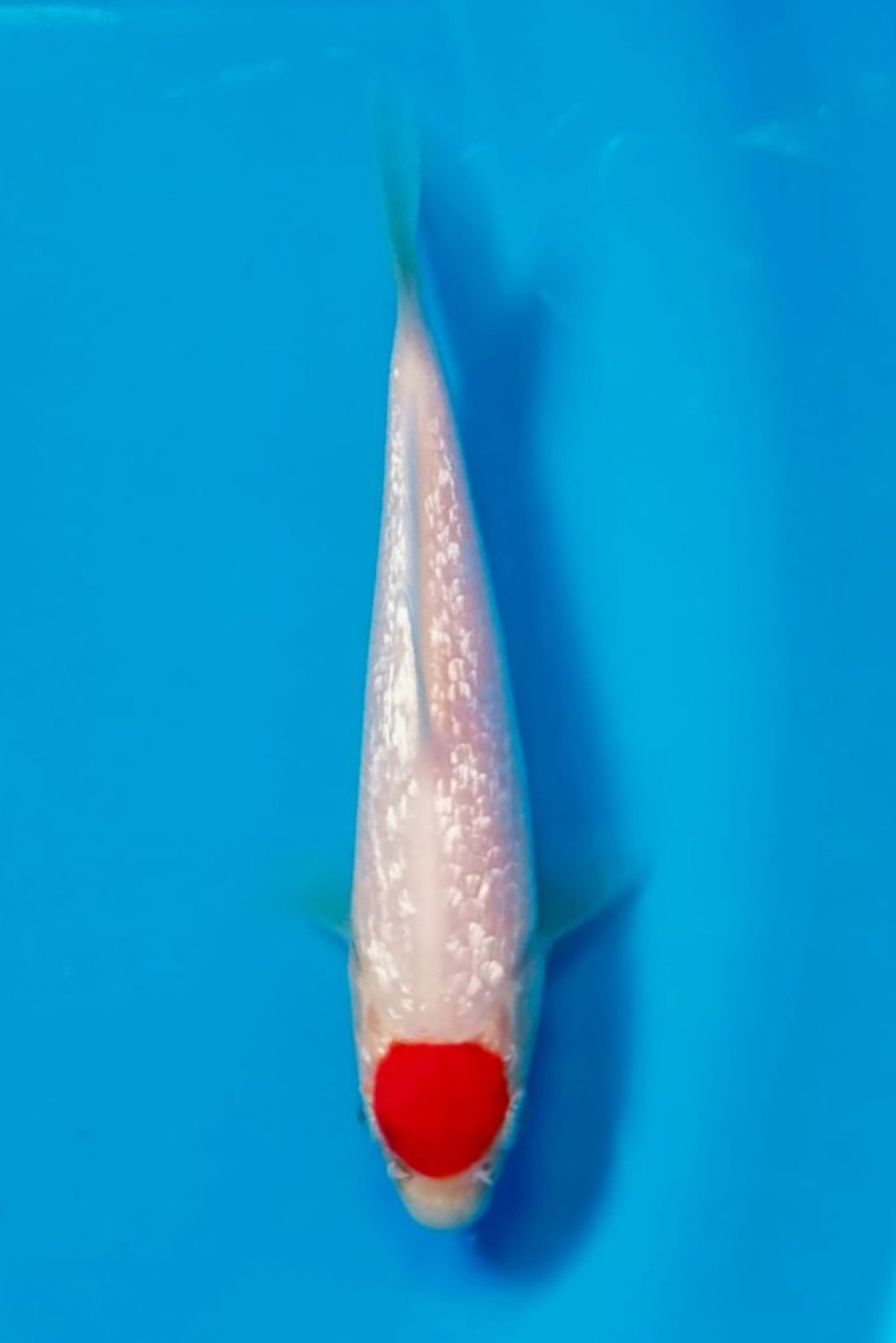 Juara 2