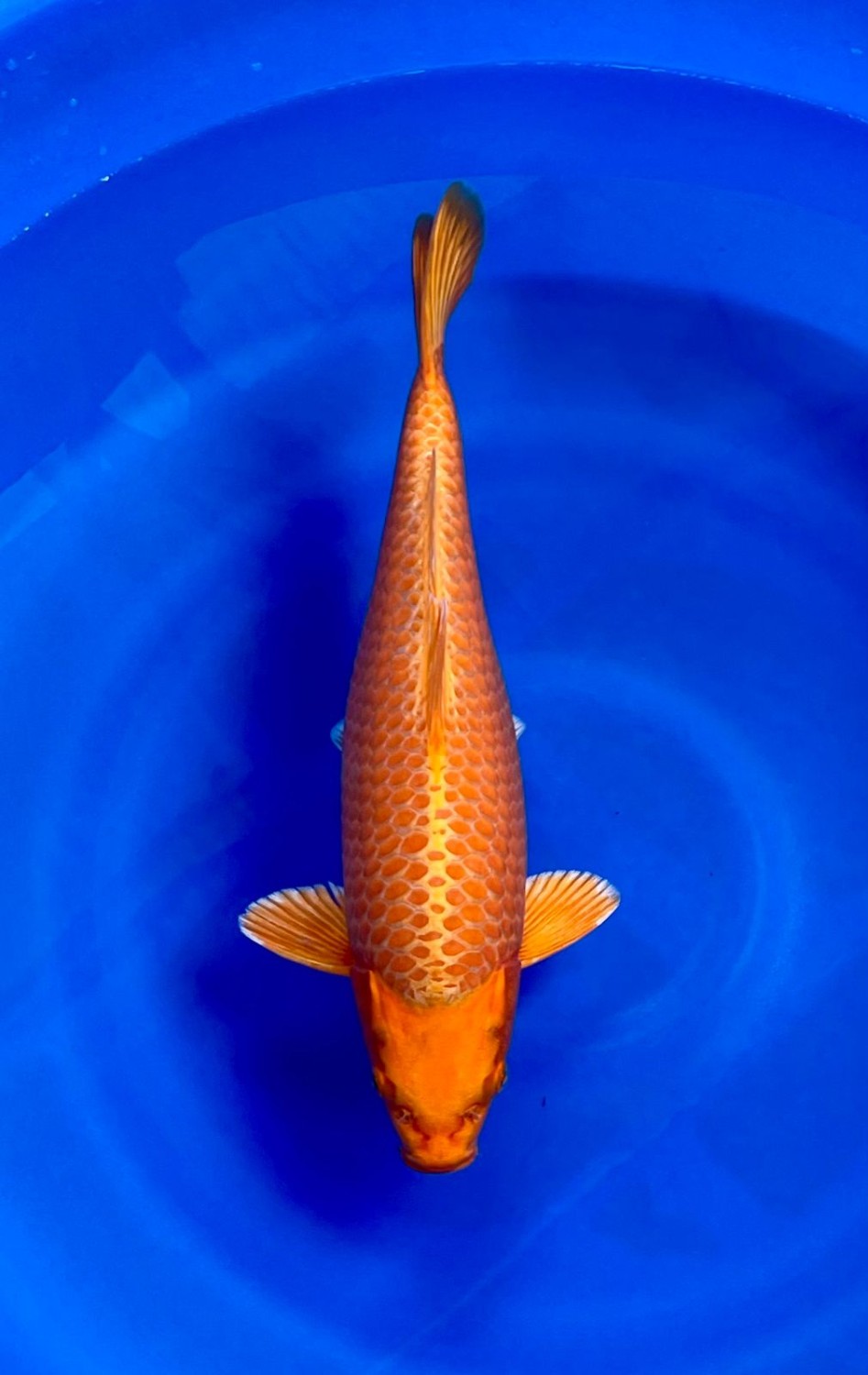 Juara 2