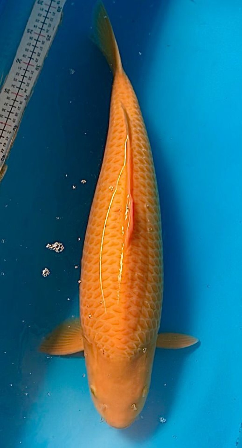 Juara 2