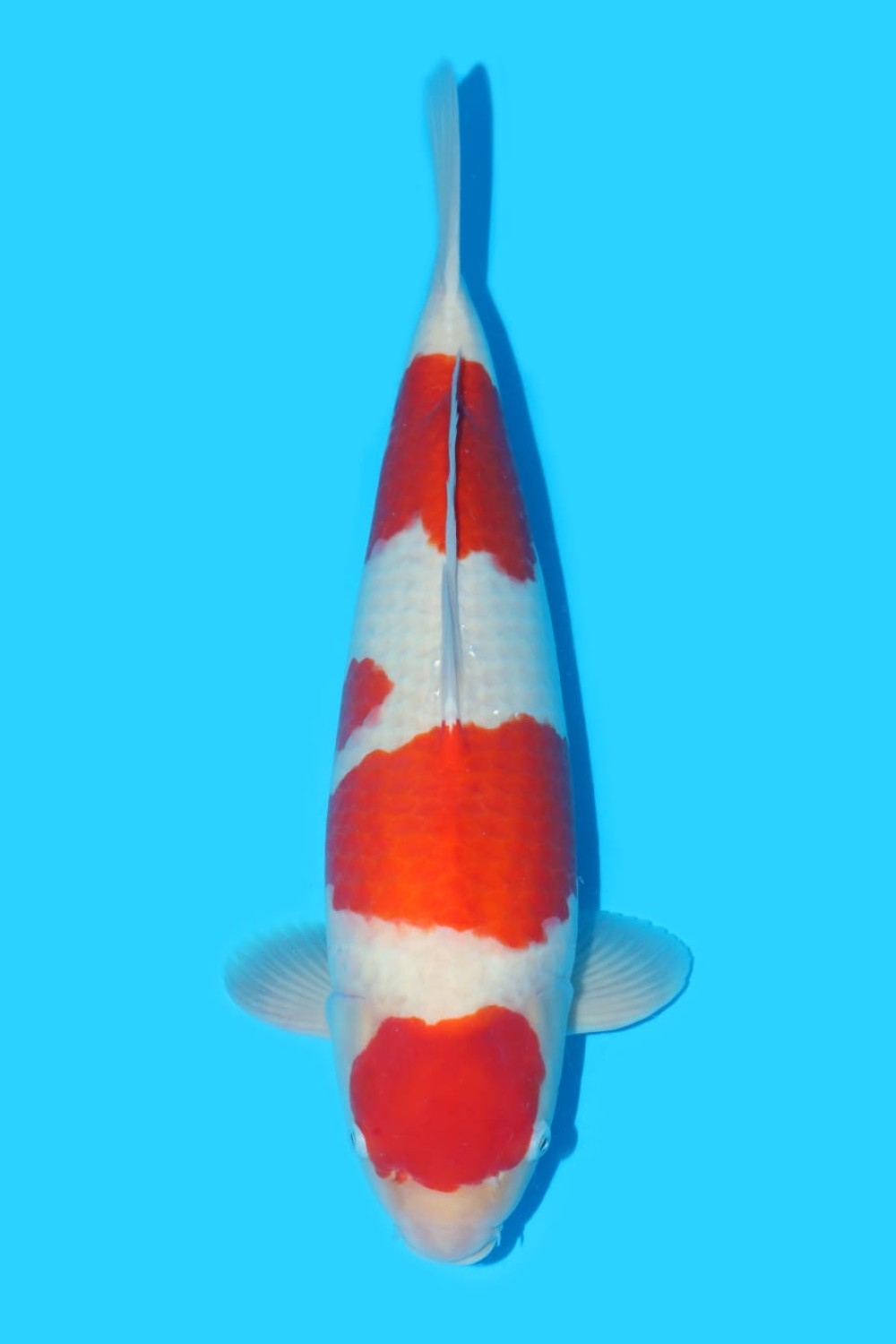 Best In Size A, 56 - 60 cm