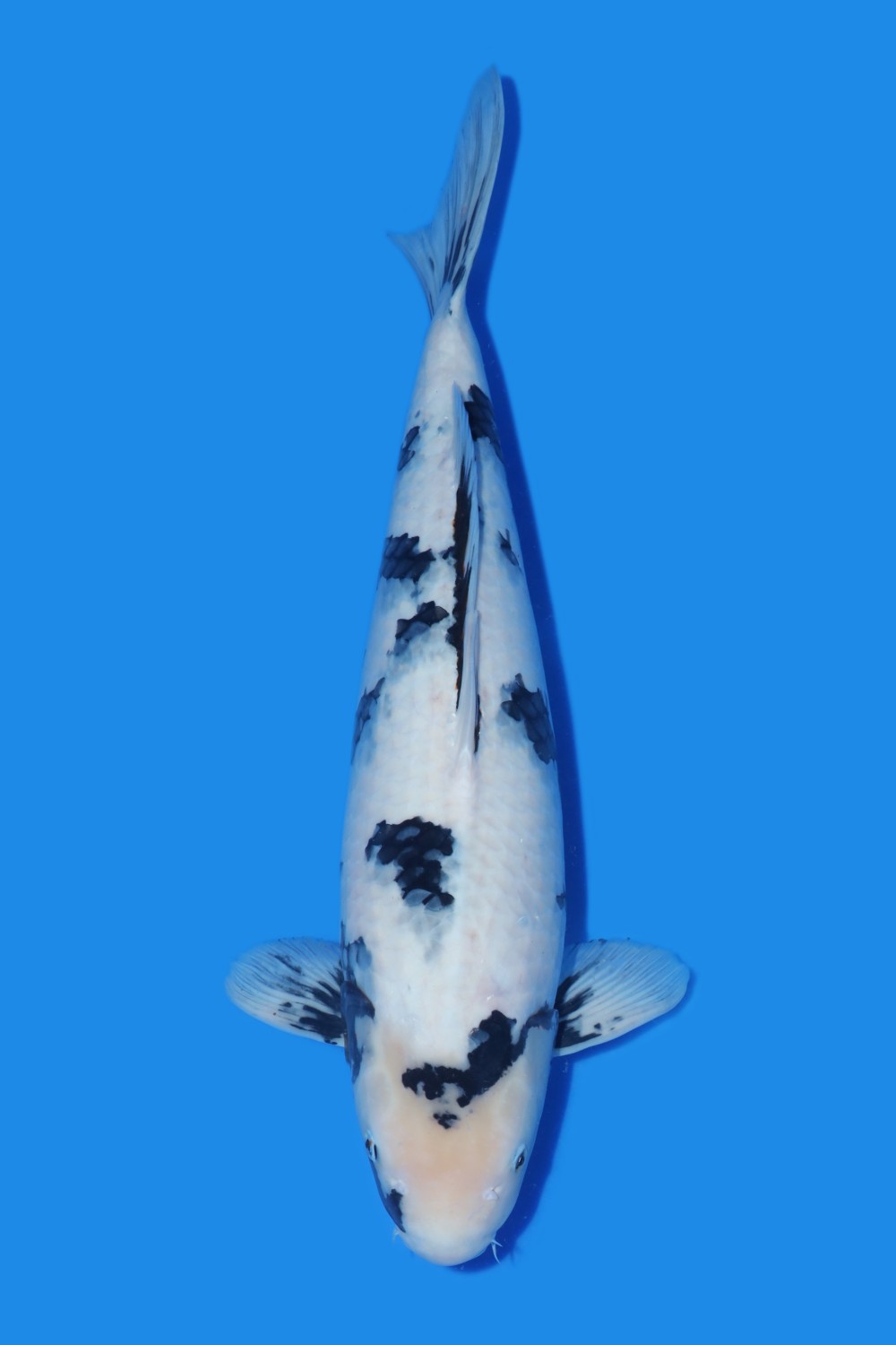 Juara 2