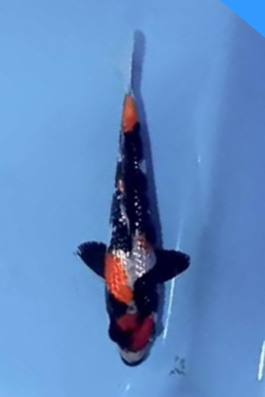 Juara 5