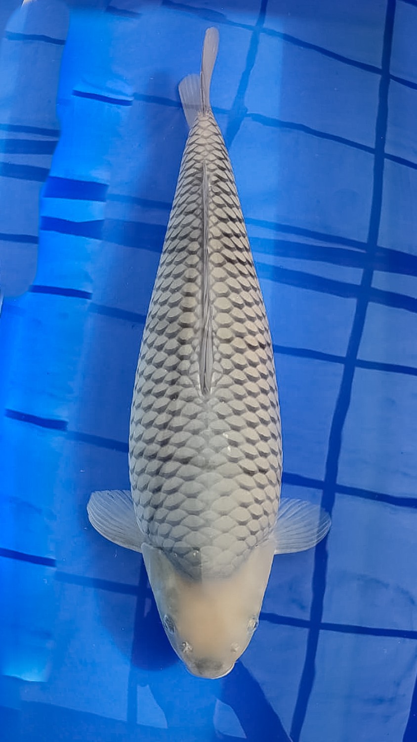 Juara 1