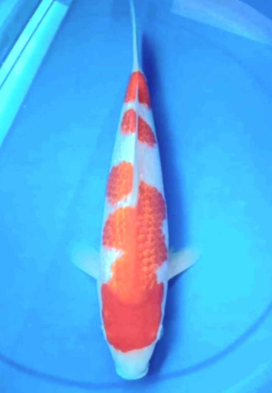 Juara 1