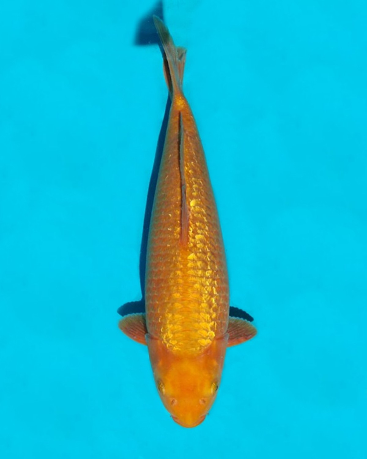 Best In Size E, 36 - 40 cm