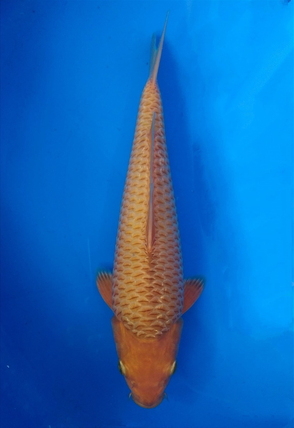 Juara 2