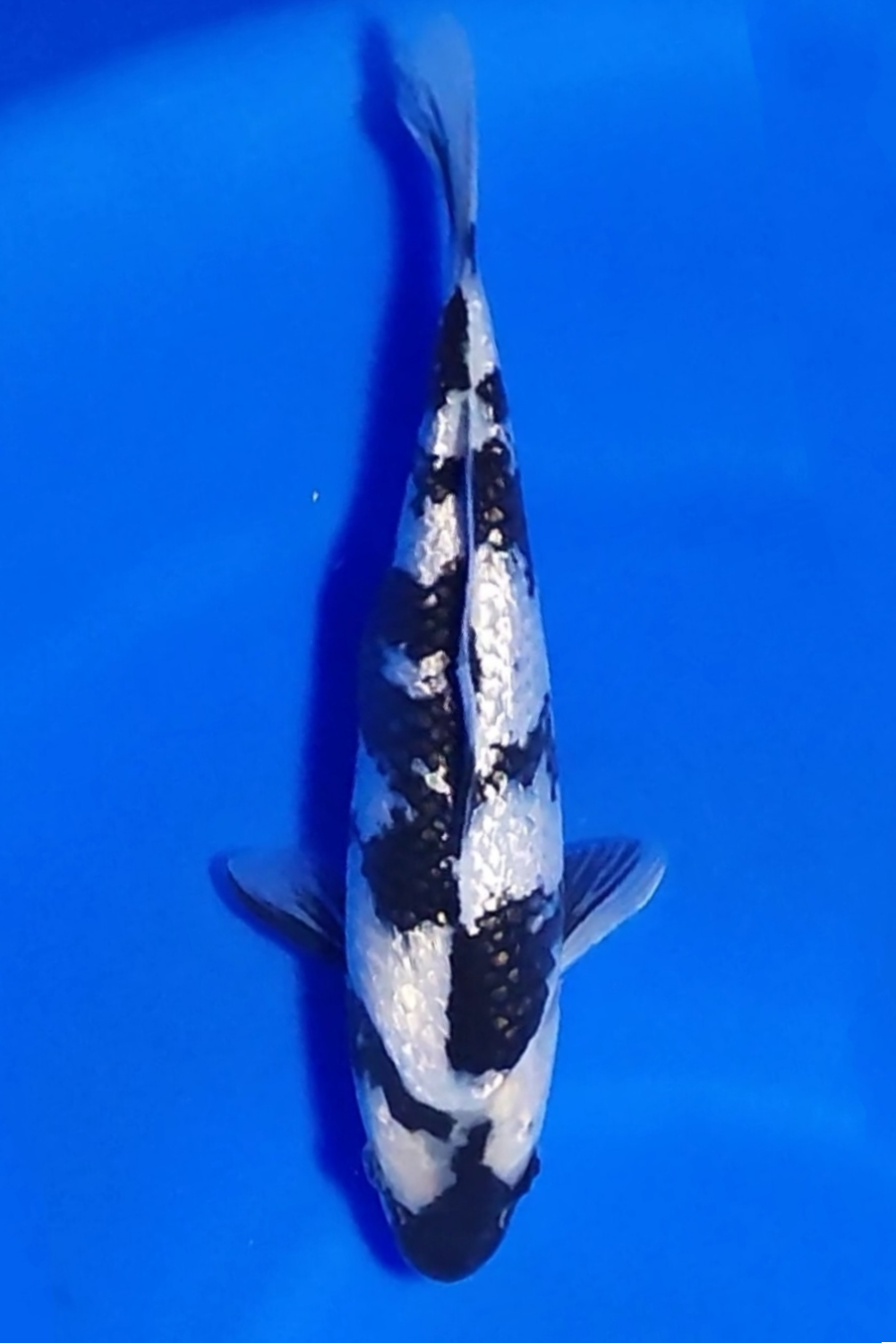 Juara 4