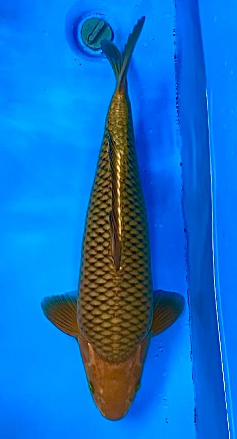Juara 2