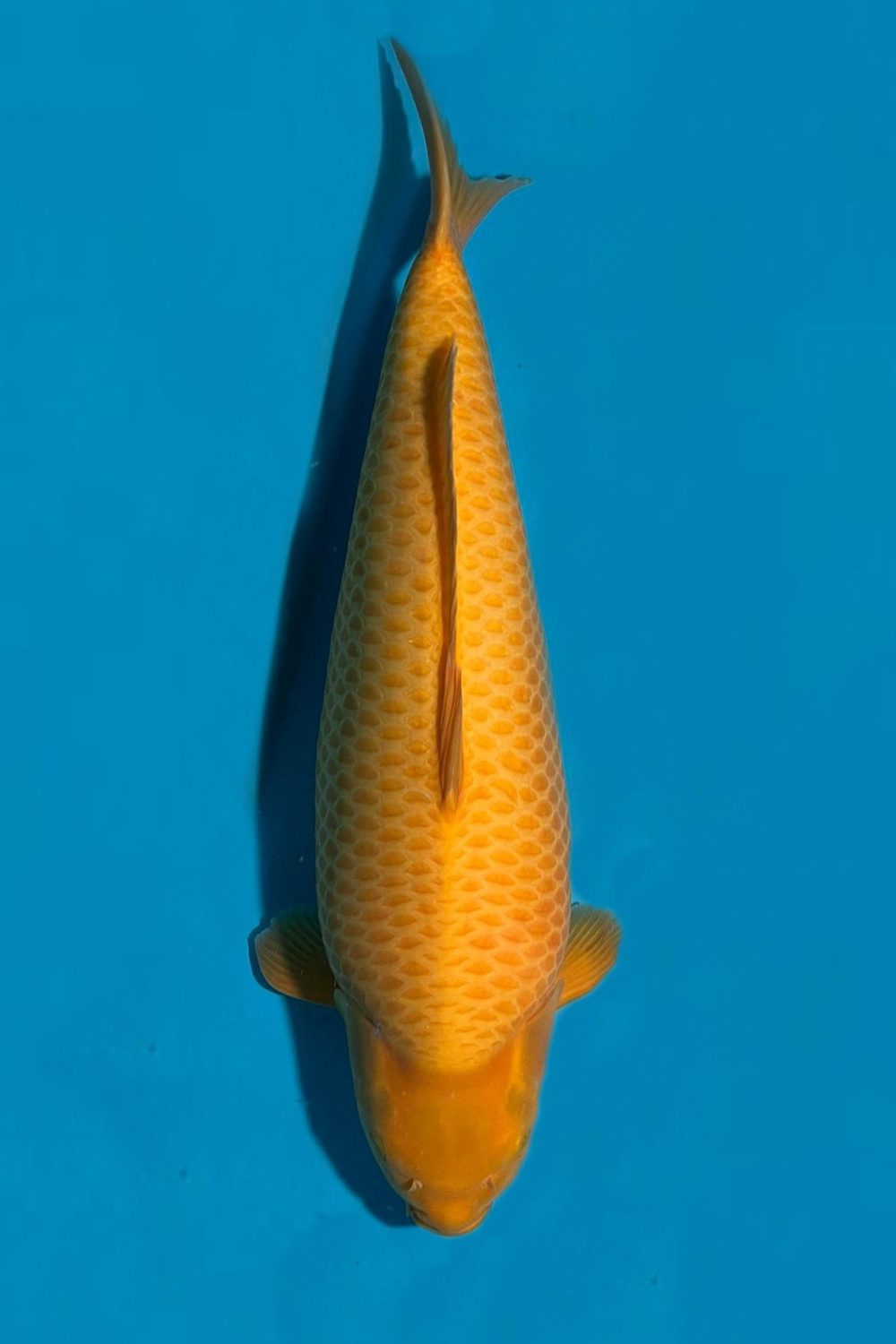 Juara 3