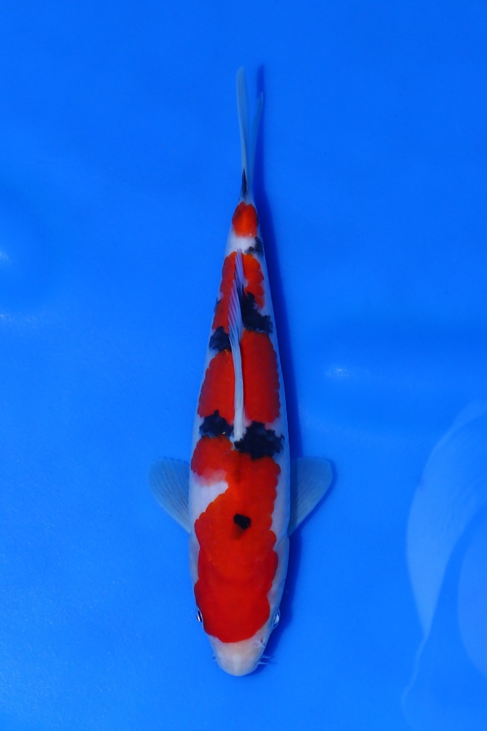 Best In Size A, 16 - 20 cm