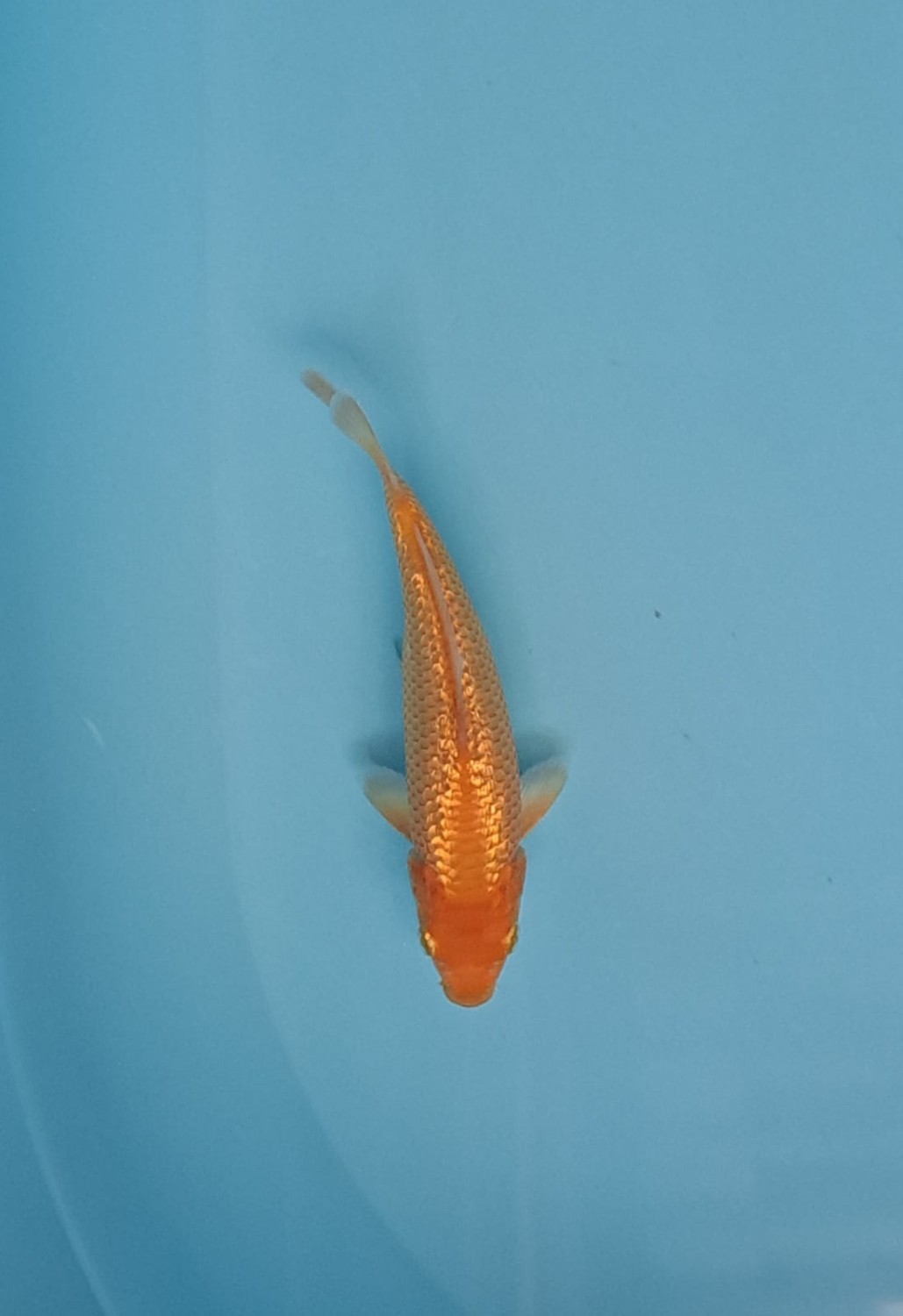 Best In Size E, 13 - 15 cm