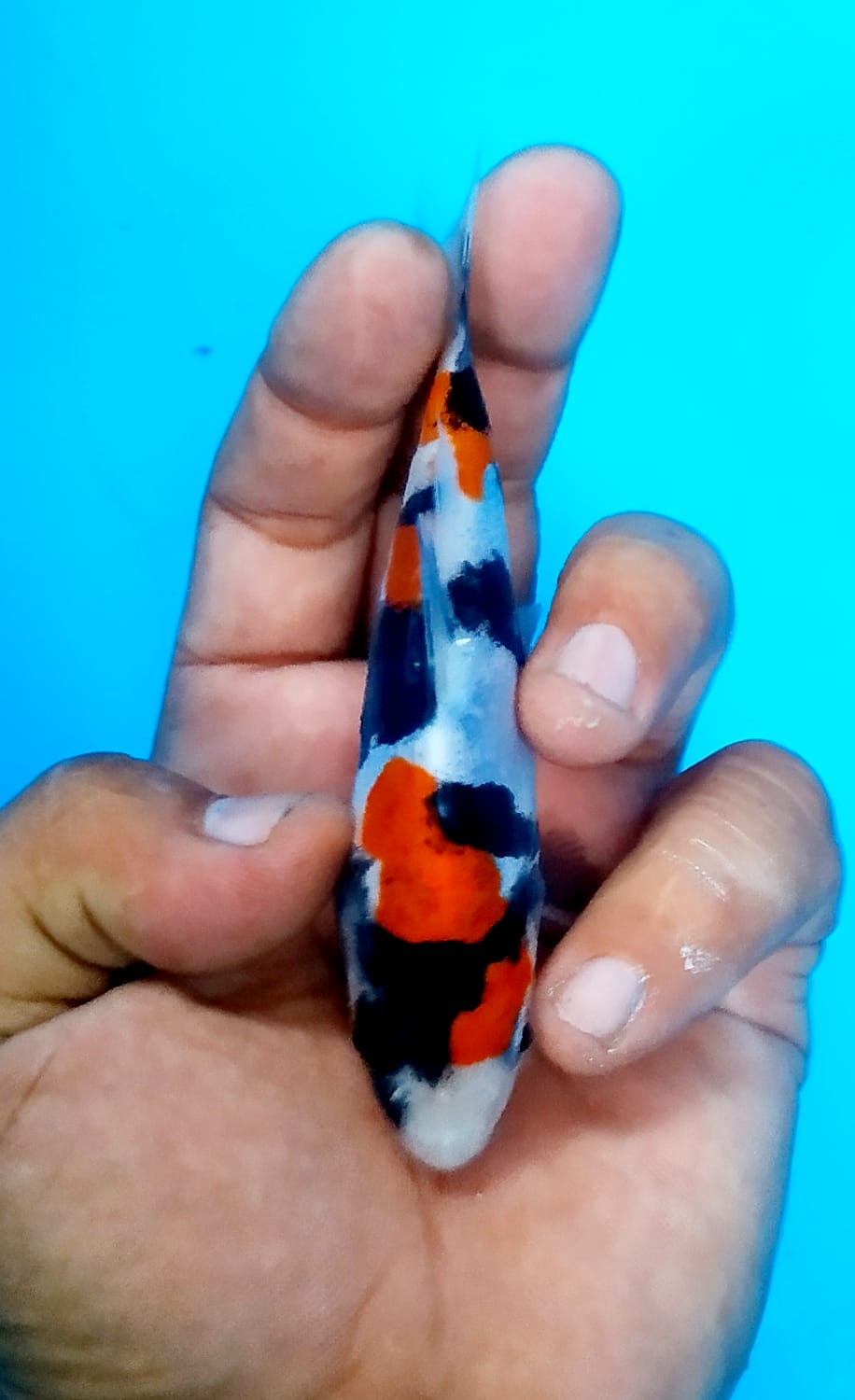 Juara 5