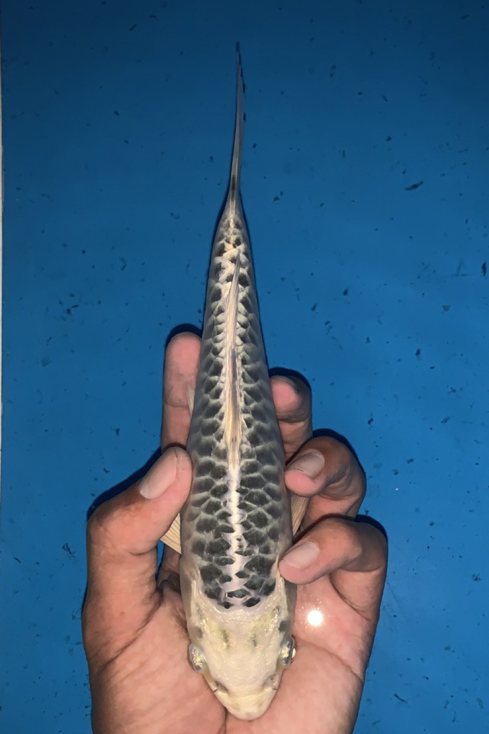 Best In Size F, 16 - 20 cm