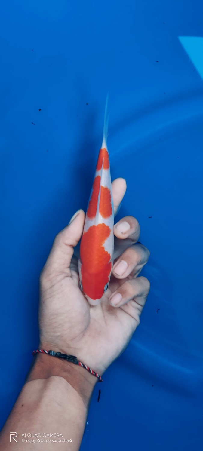 Juara 4