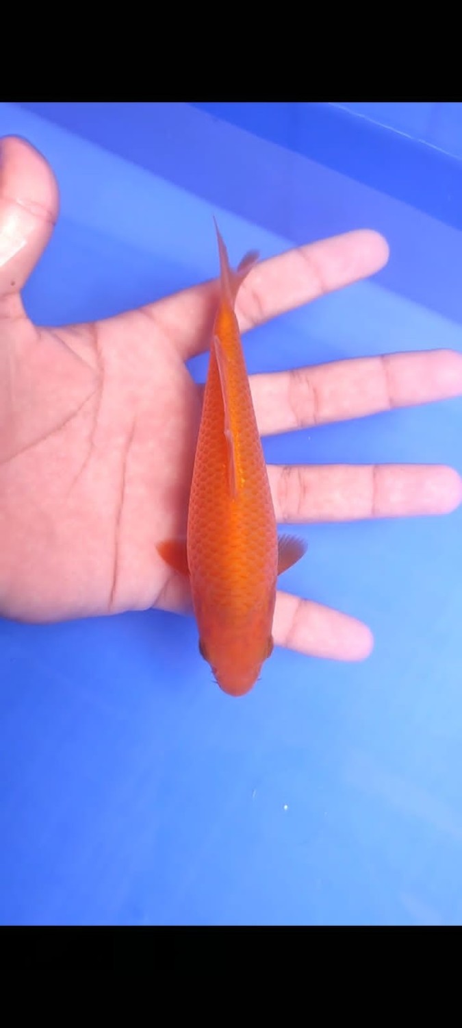 Juara 1