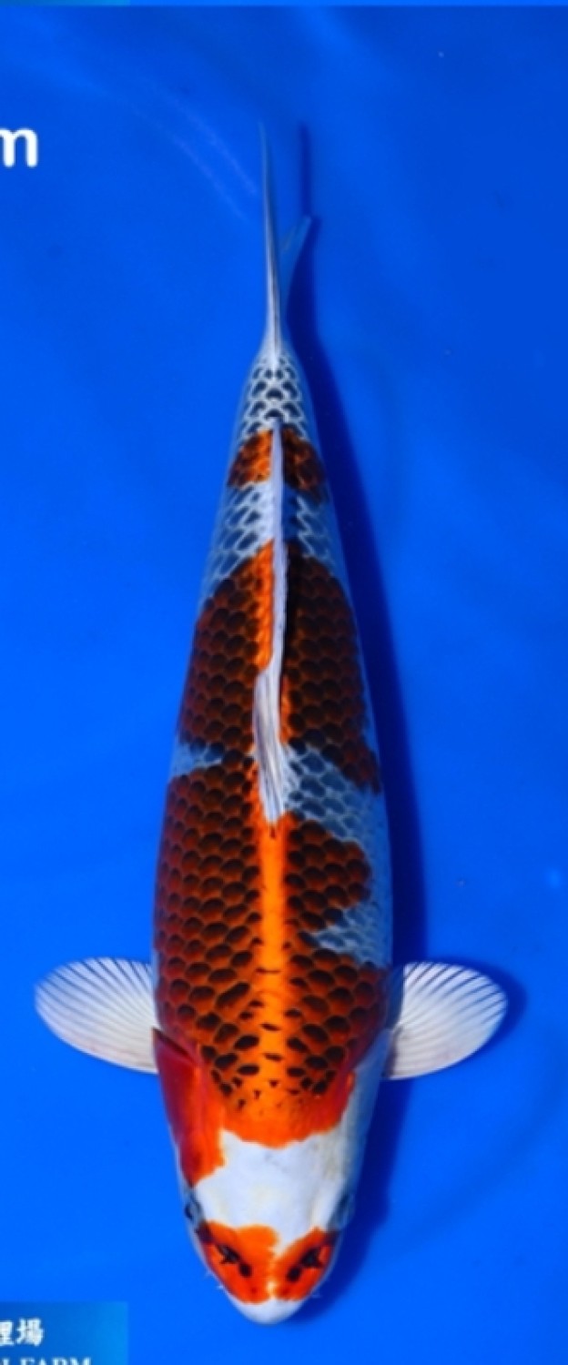 Juara 2