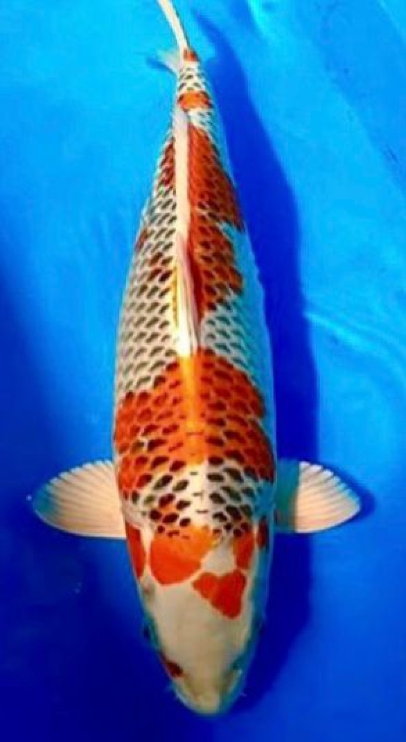 Juara 1