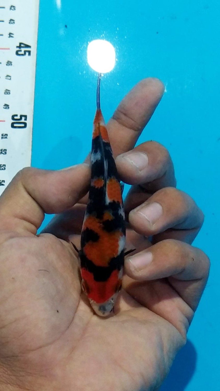 Juara 4