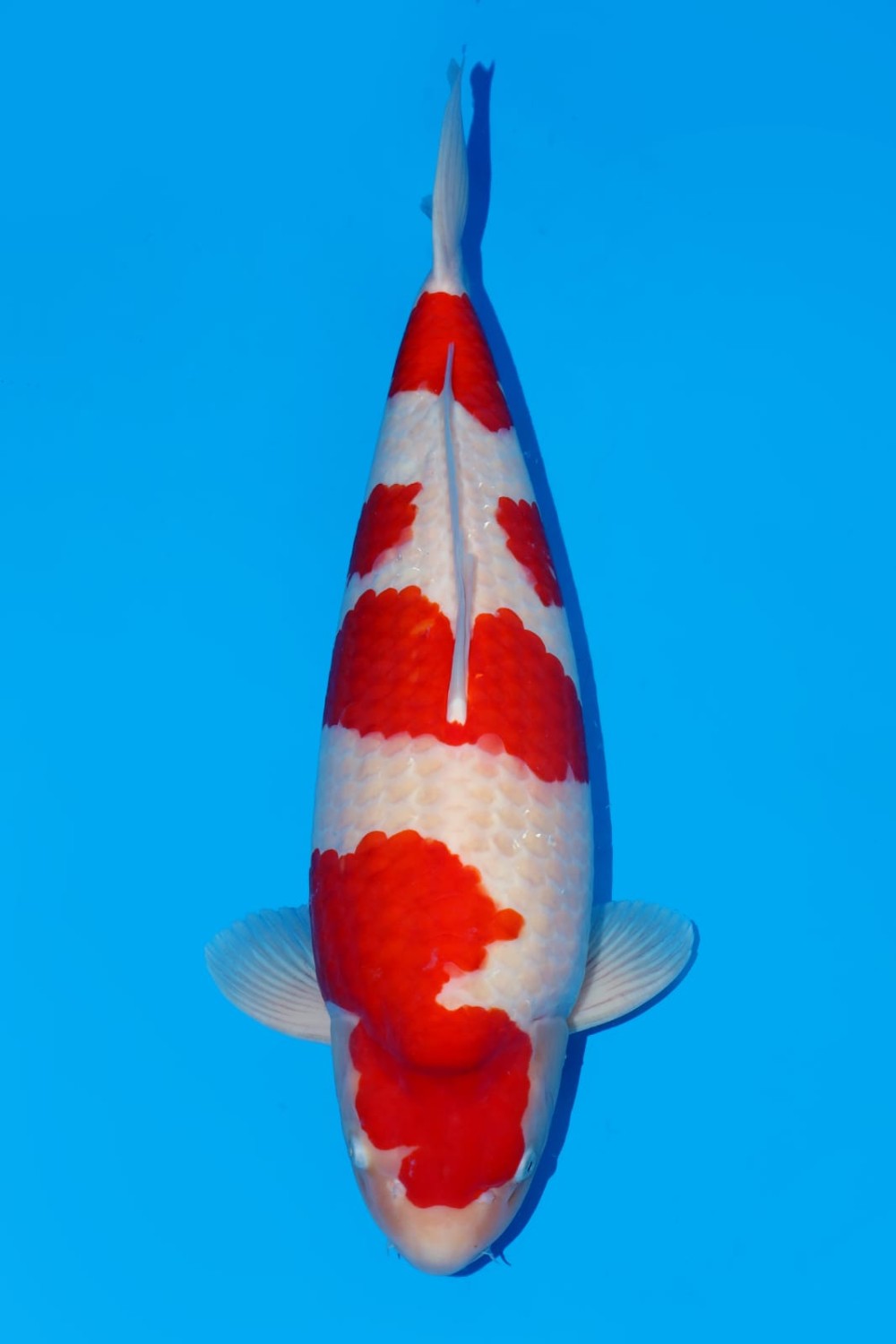 Juara 1