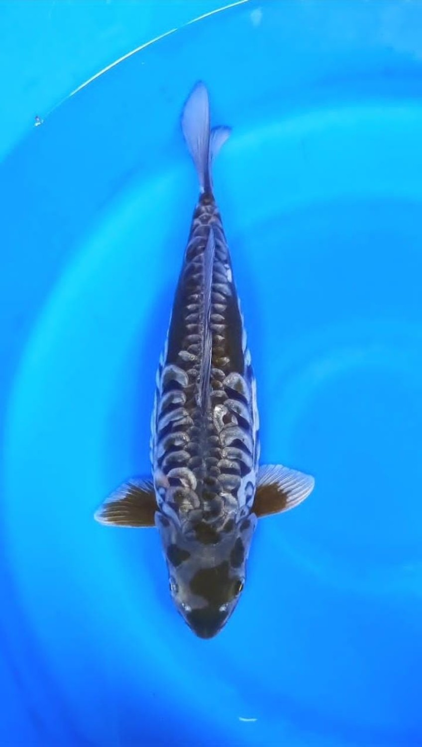 Juara 1