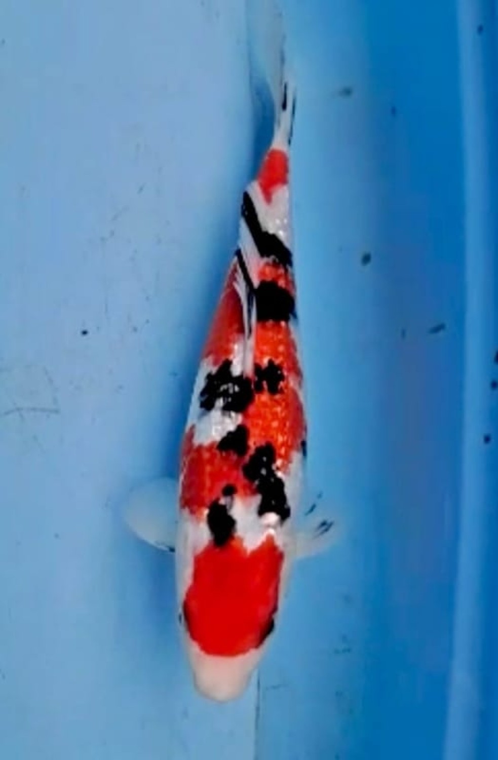 Best In Size B, 21 - 25 cm