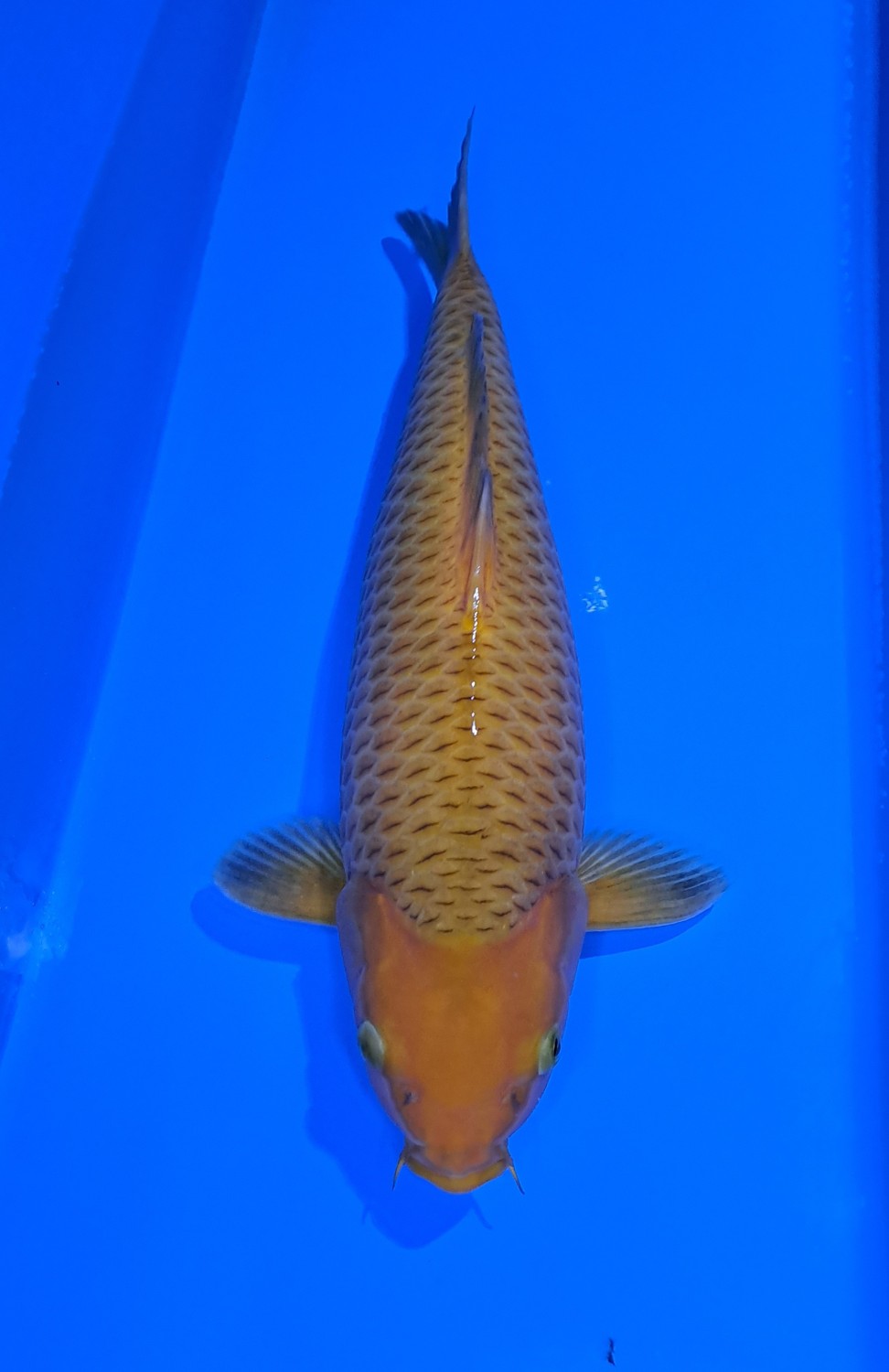 Juara 2