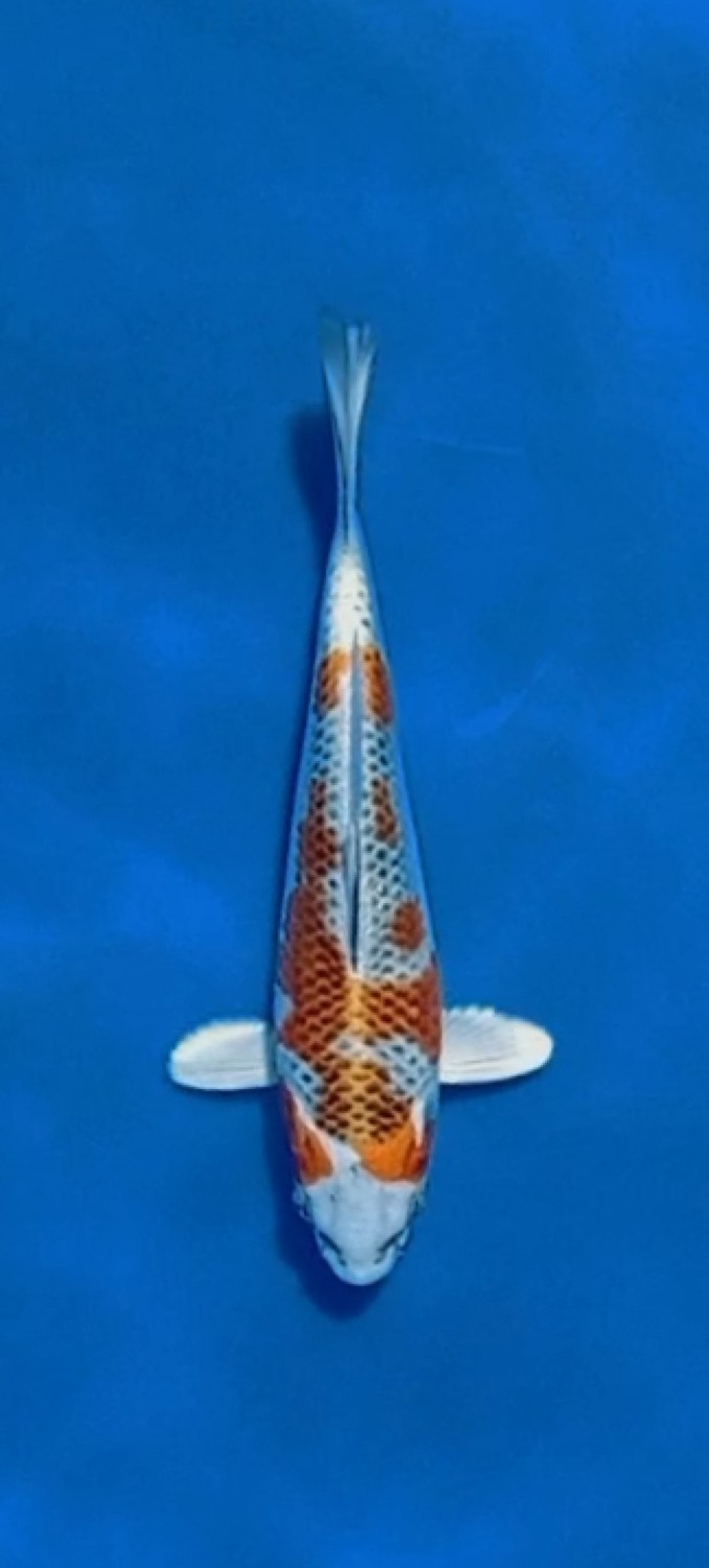 Juara 1