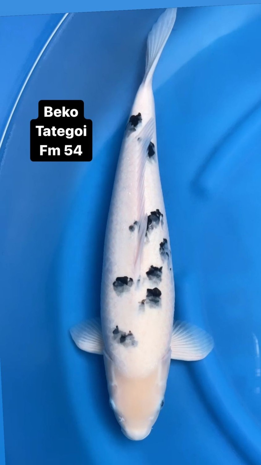 Juara 1