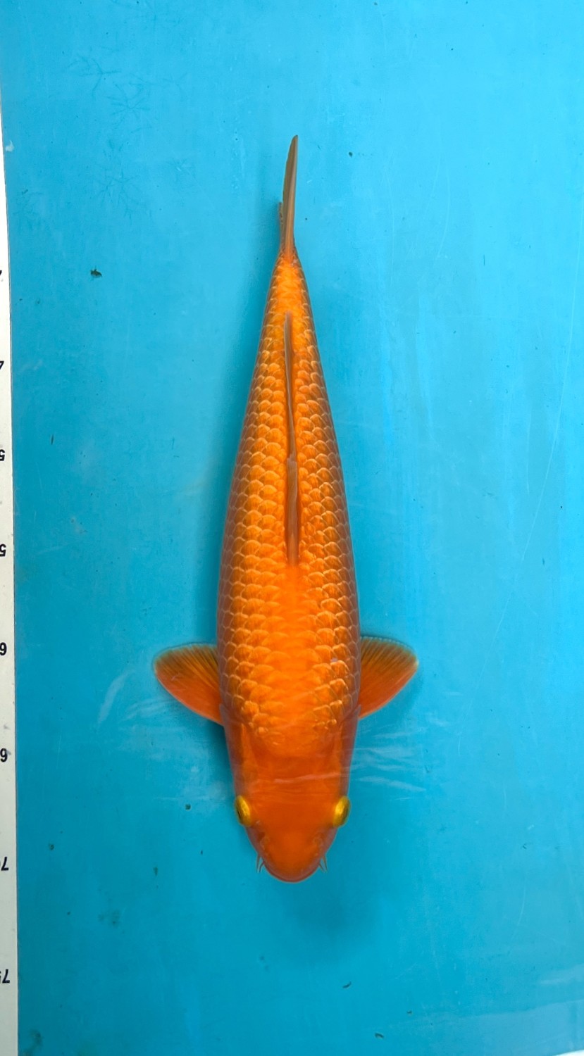 Best In Size E, 36 - 40 cm