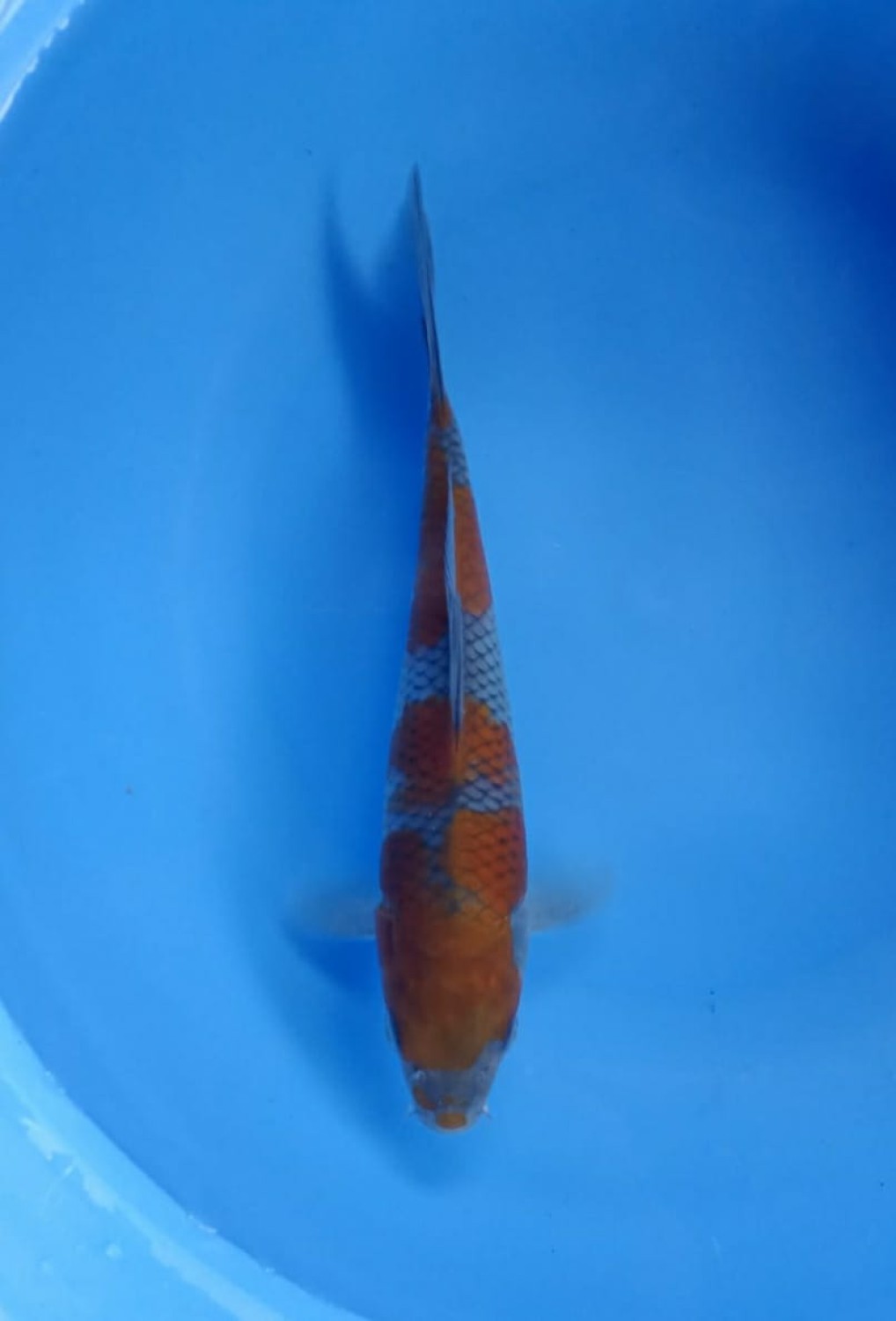 Juara 1