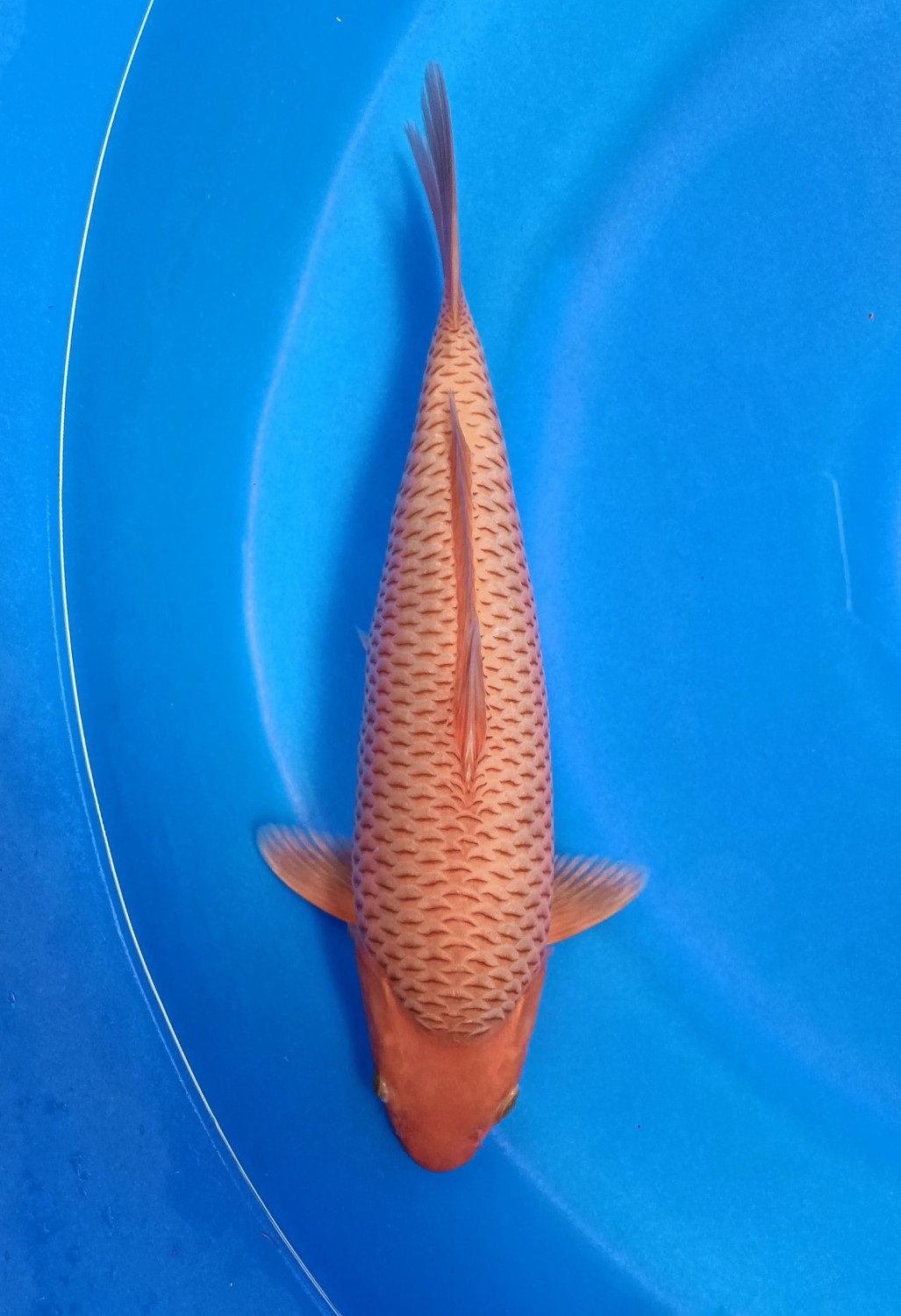 Juara 2