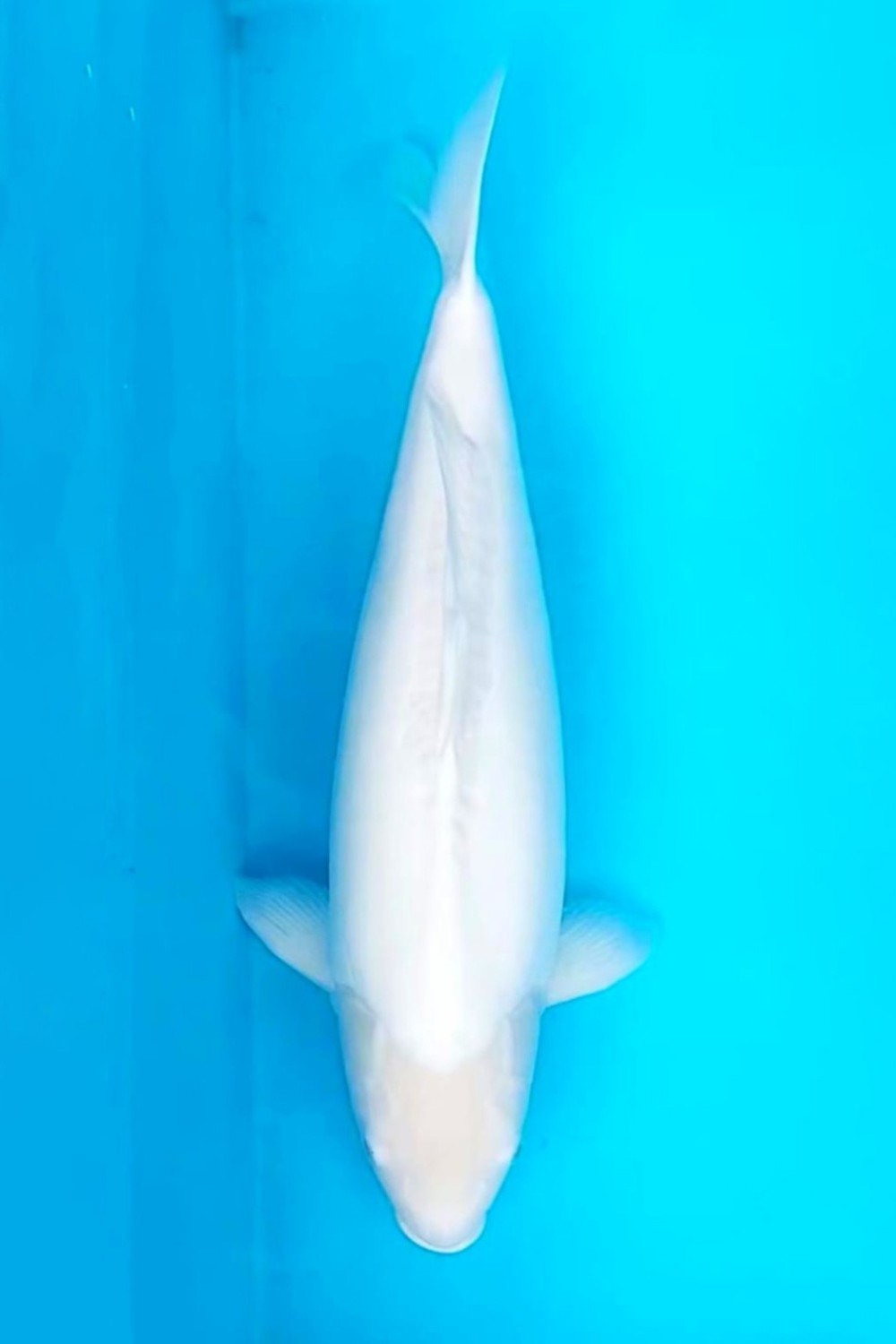 Juara 2