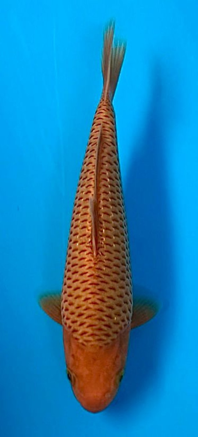 Juara 1