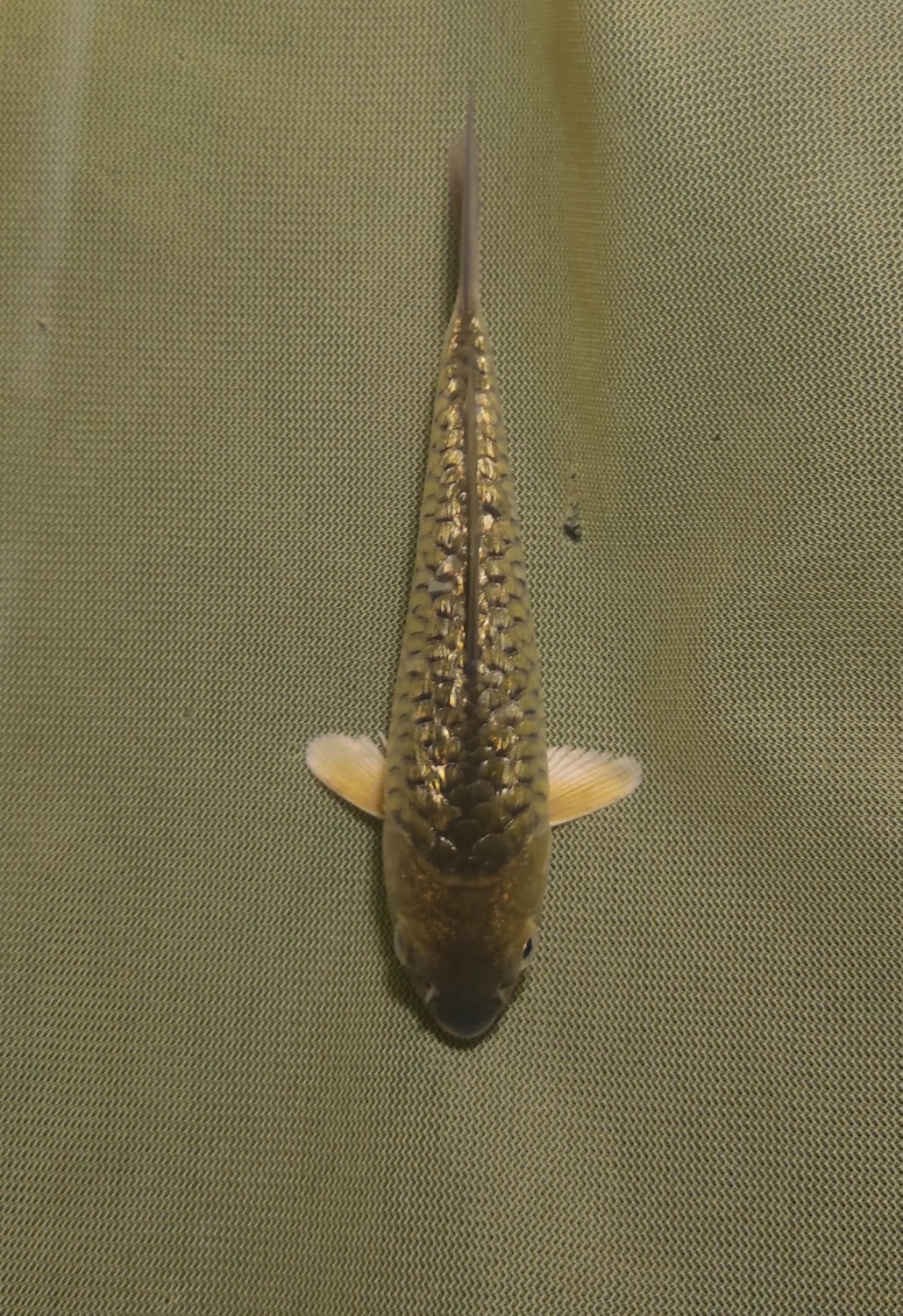 Juara 4