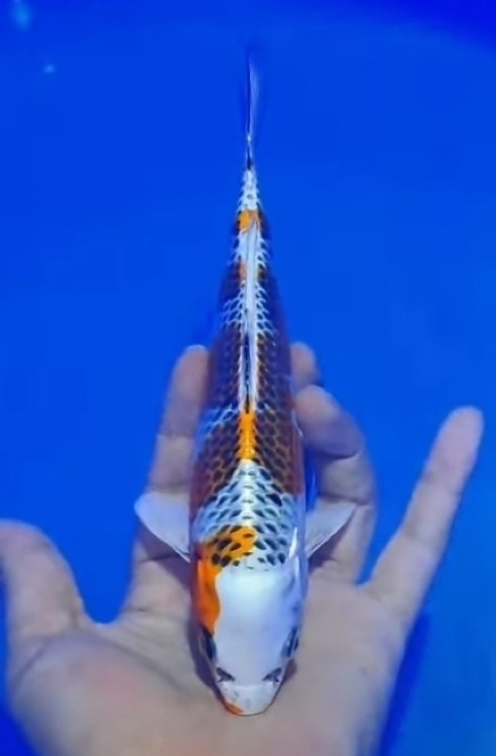 Juara 1