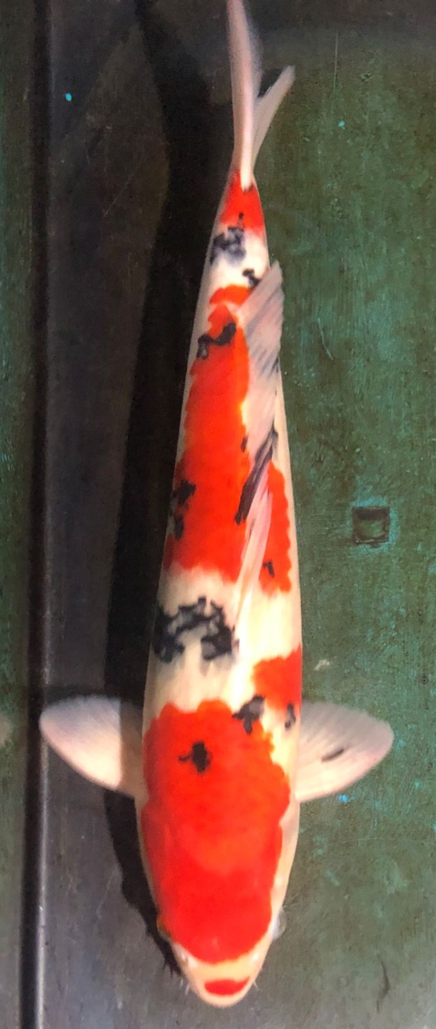 Juara 2