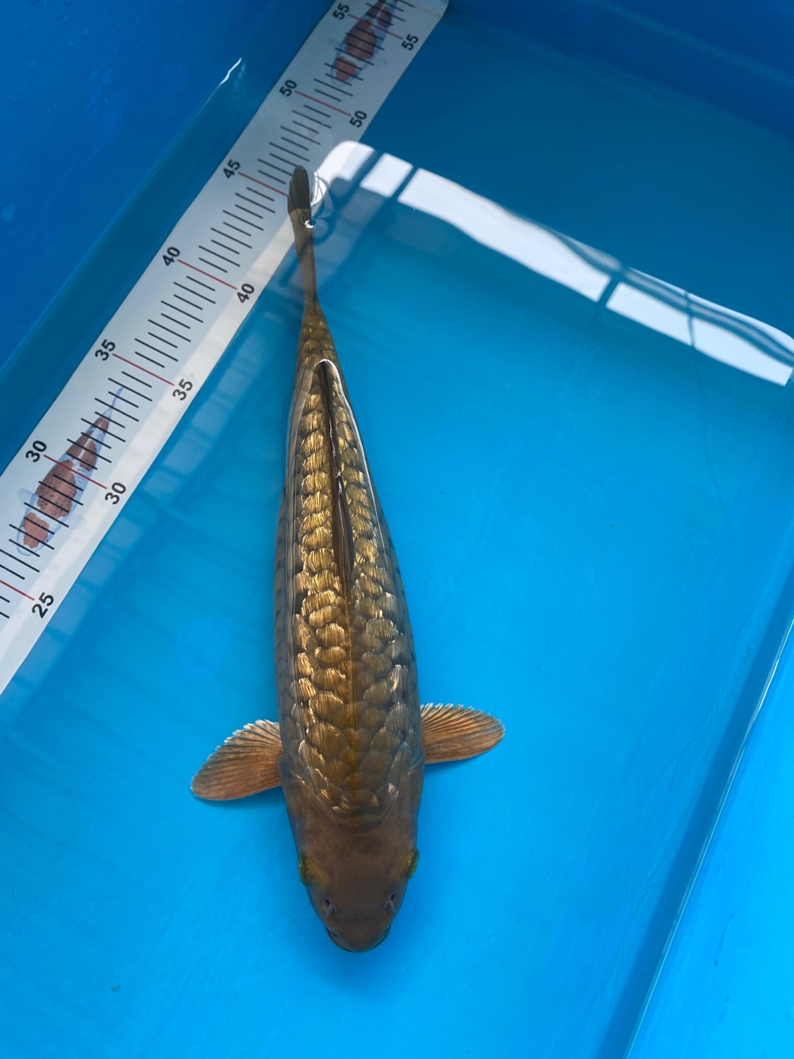 Best In Size F, 26 - 30 cm