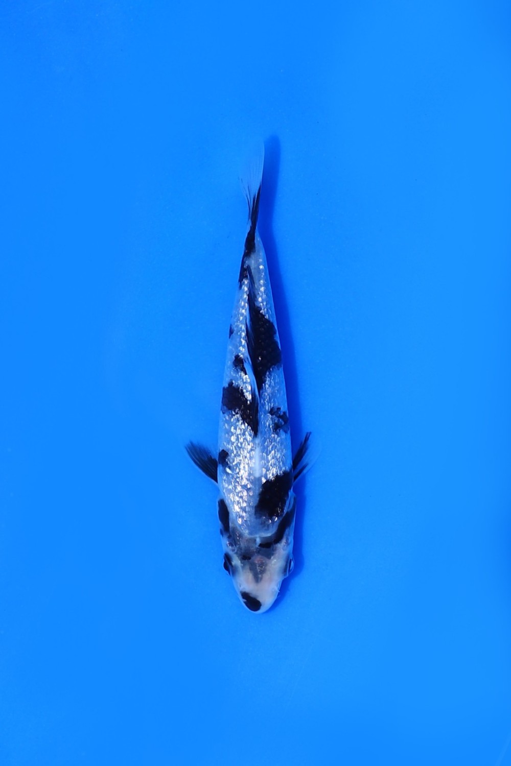 Juara 1