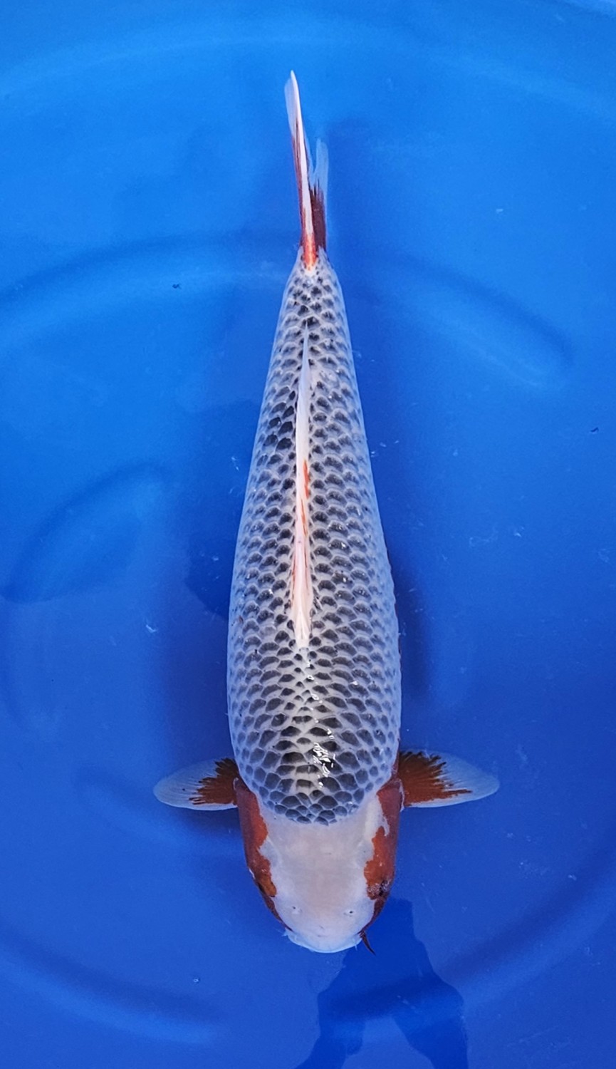 Juara 2