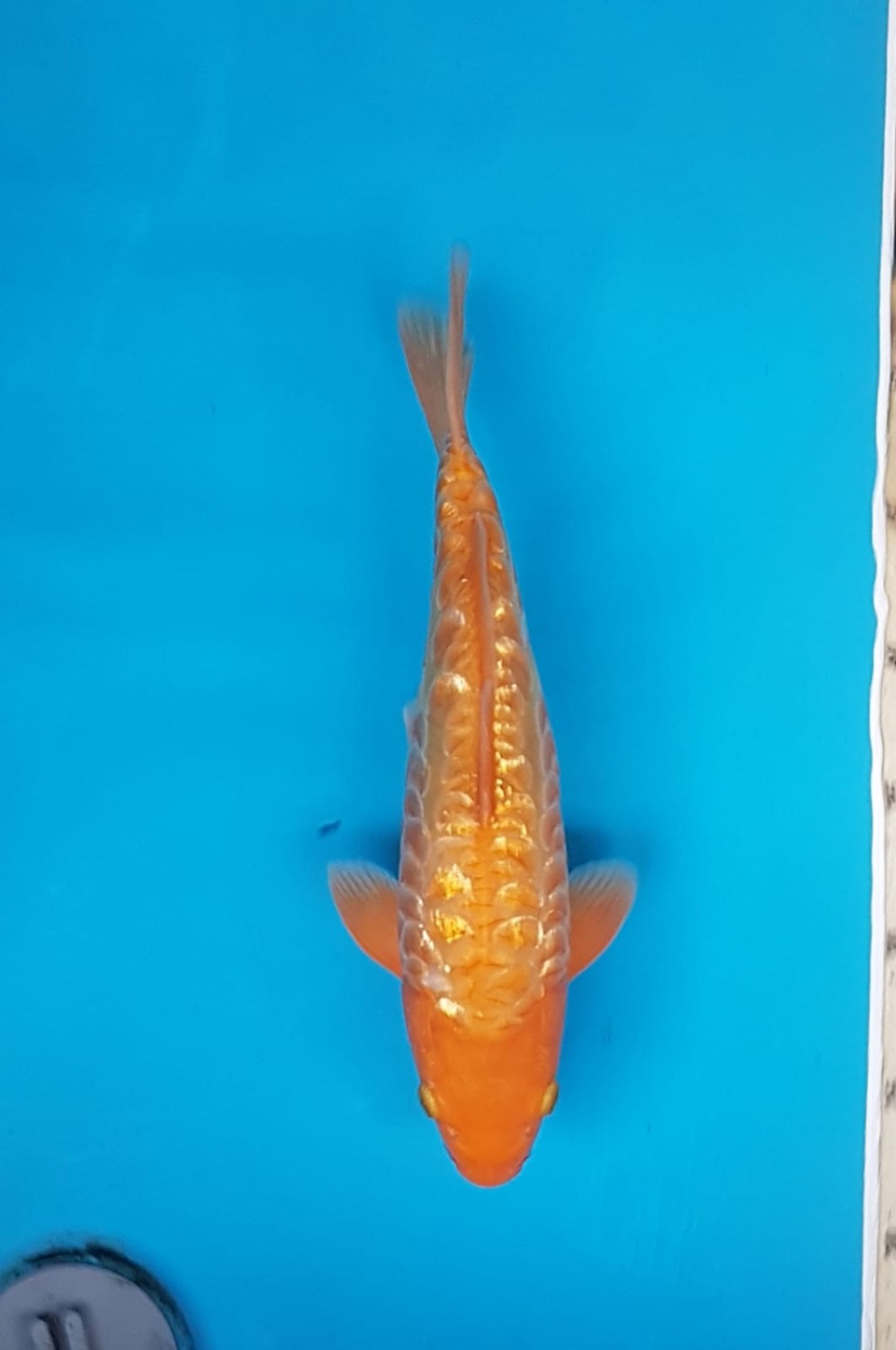 Juara 2