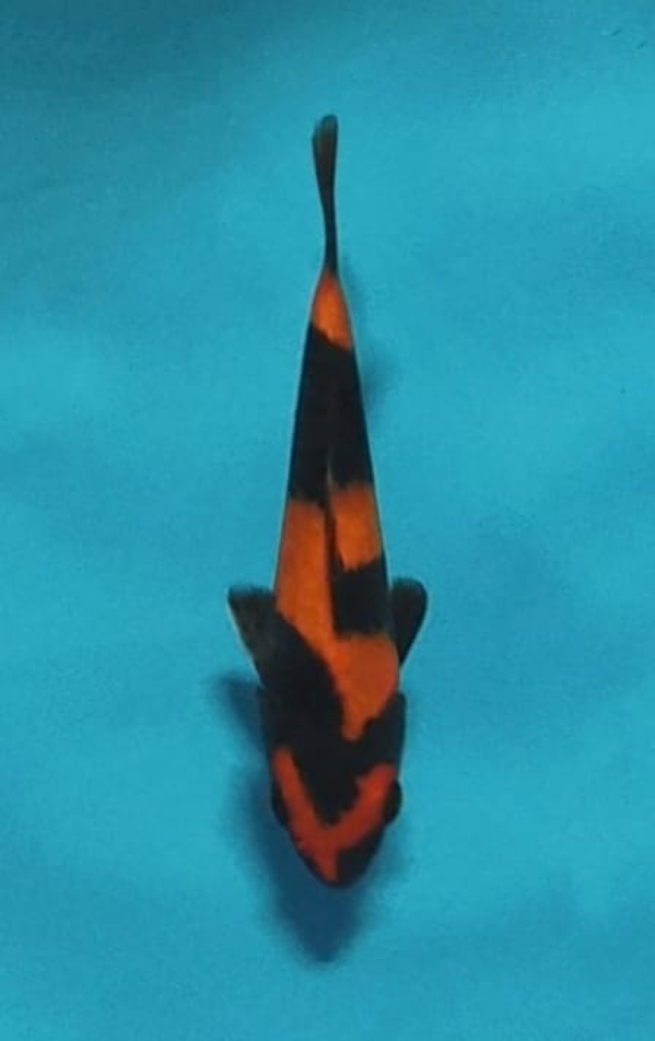 Best In Size D, 13 - 15 cm