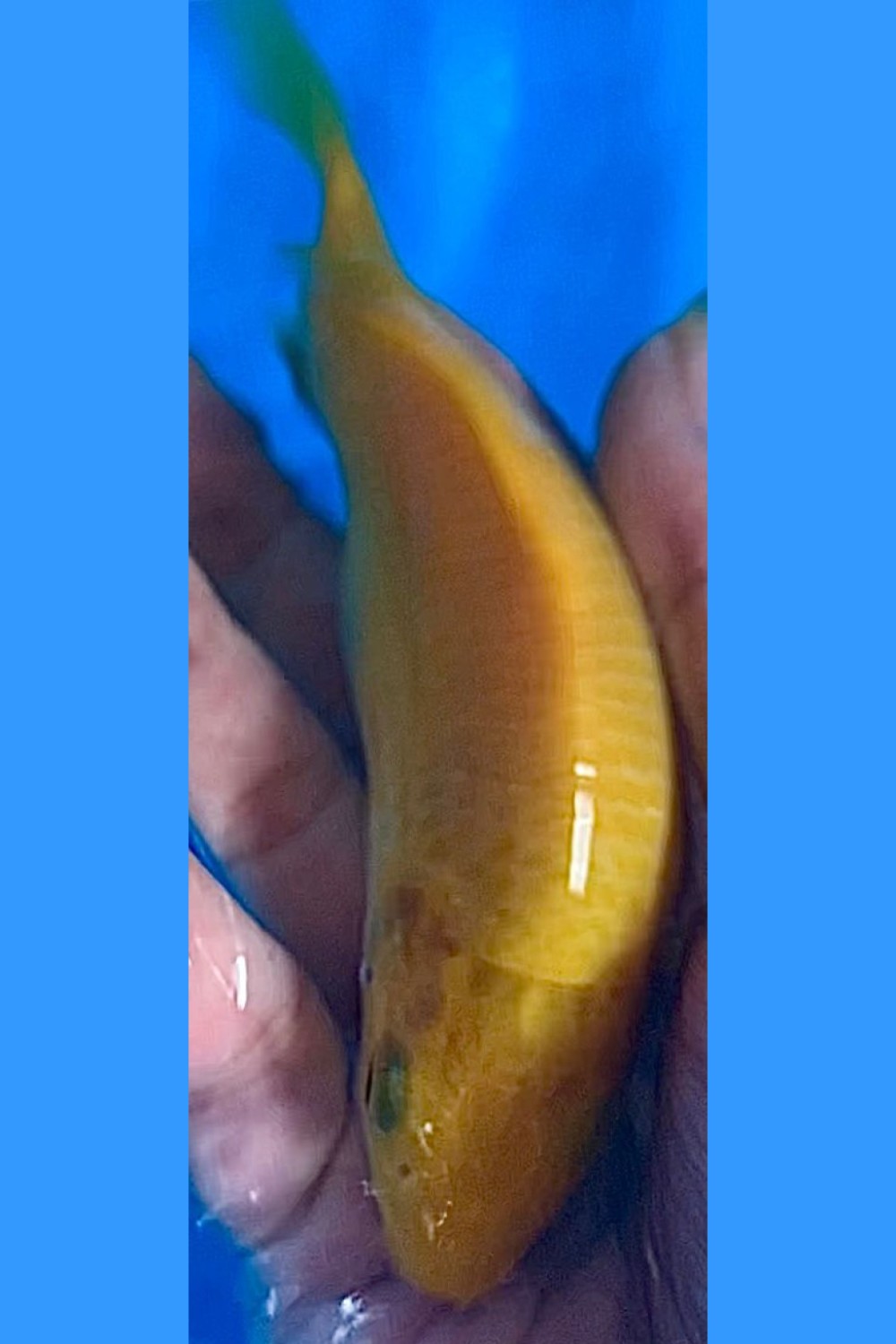 Juara 5