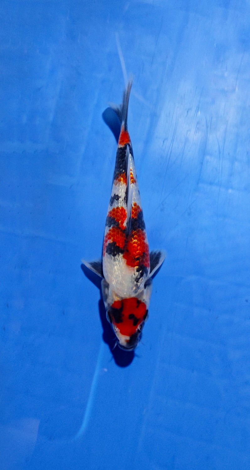 Juara 3
