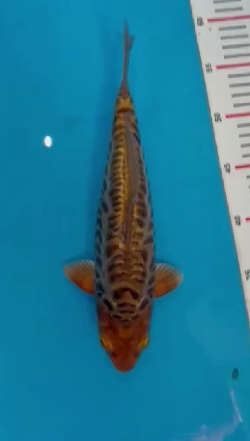 Juara 1