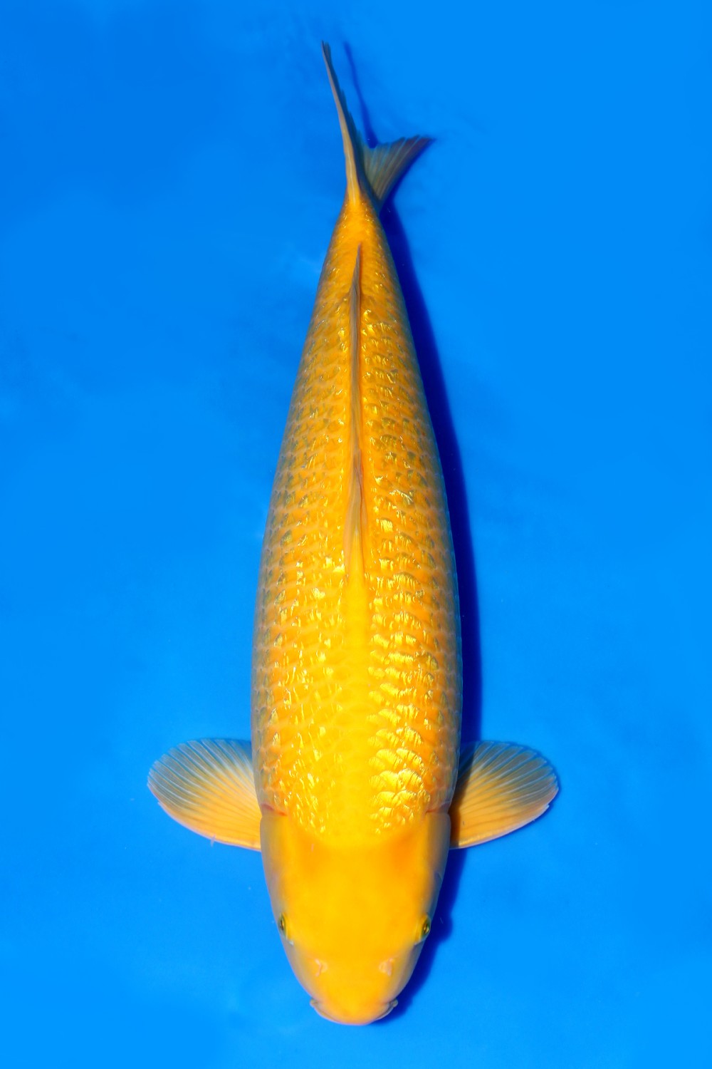 Juara 2