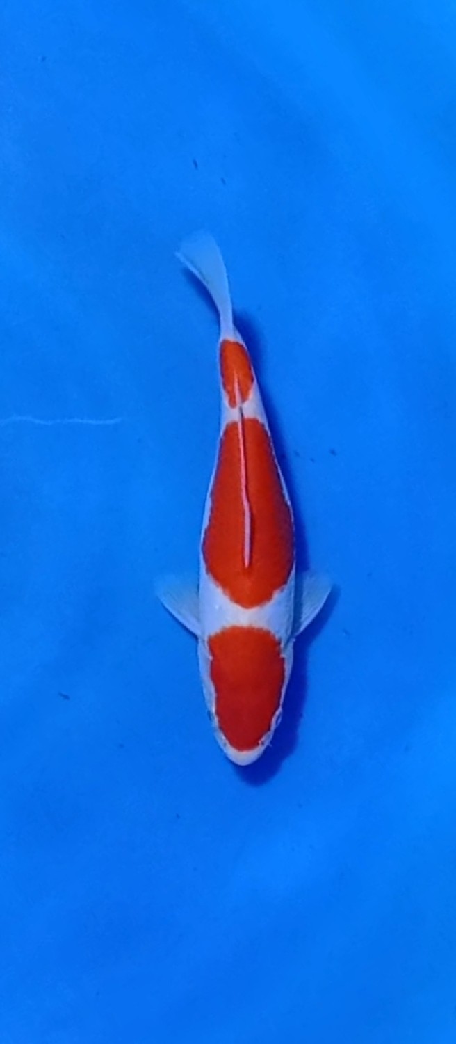 Juara 5
