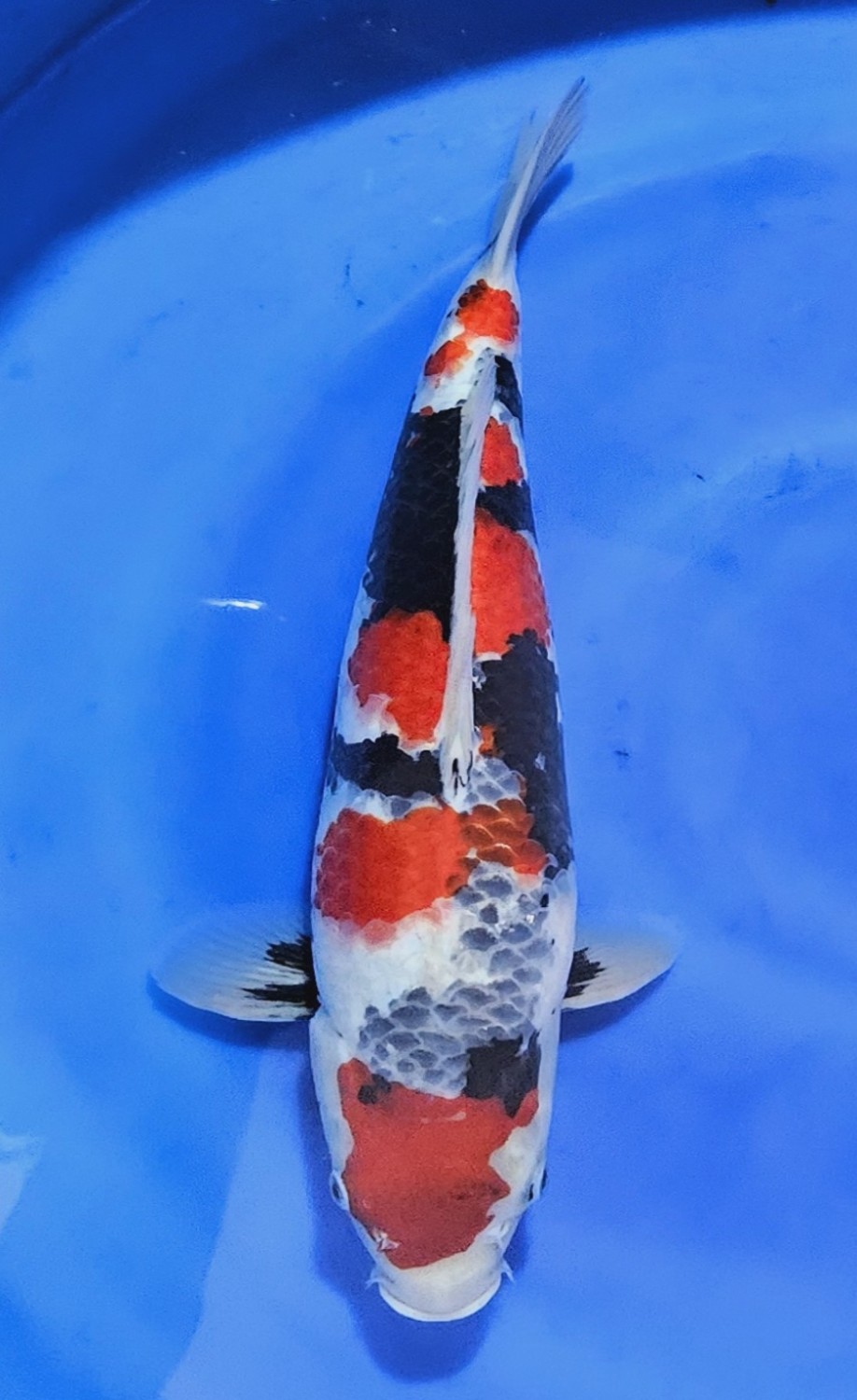 Best In Size G, 36 - 40 cm