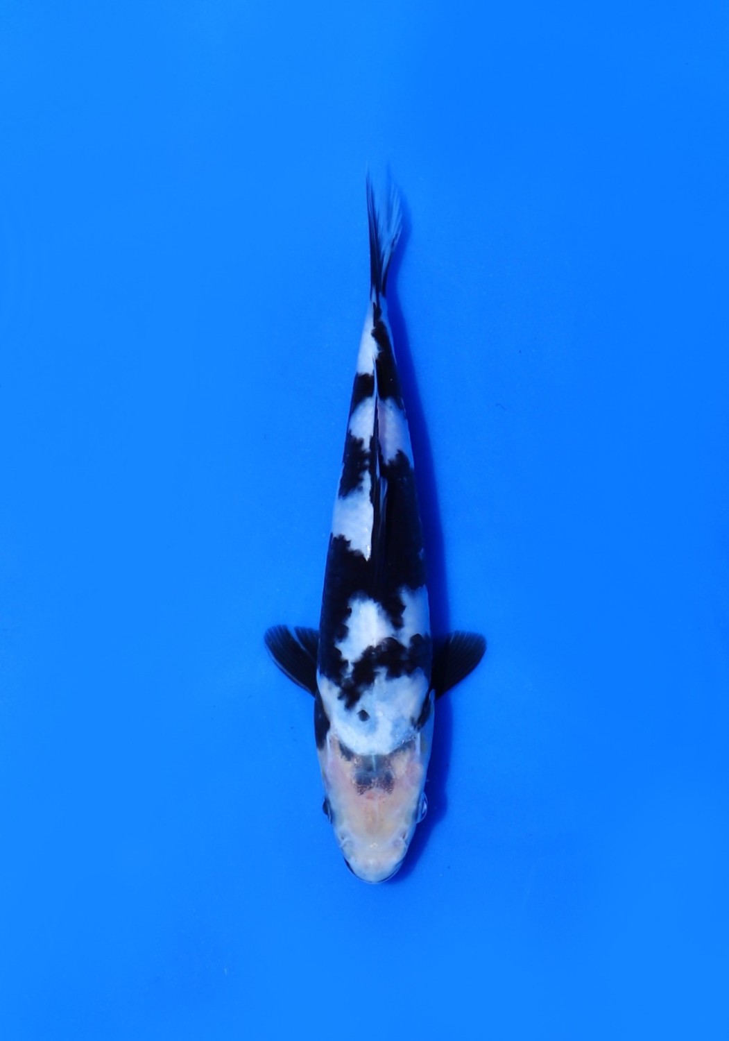 Juara 2